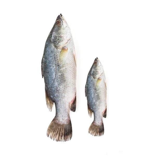 Encore Seafoods Stuffed the occasional - Image 2