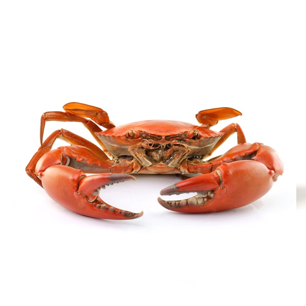 Crabs are decapod crustaceans fraorder - Image 3