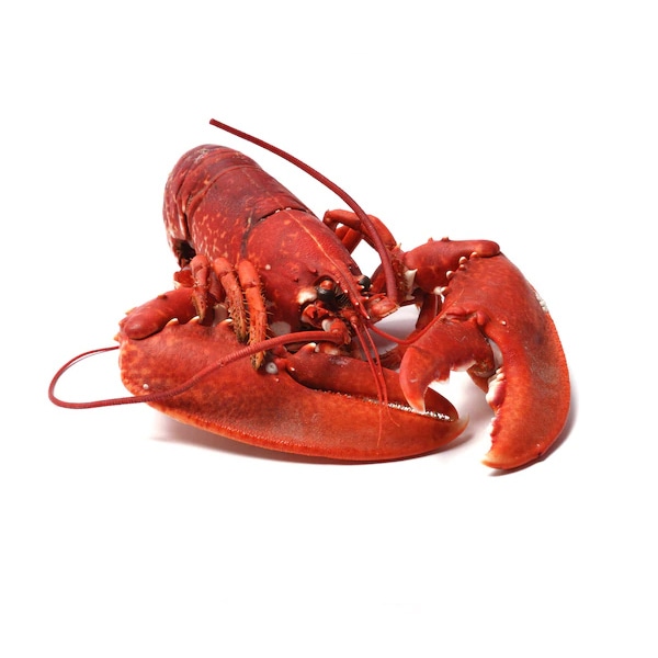 Crabs are decapod crustaceans fraorder - Image 4